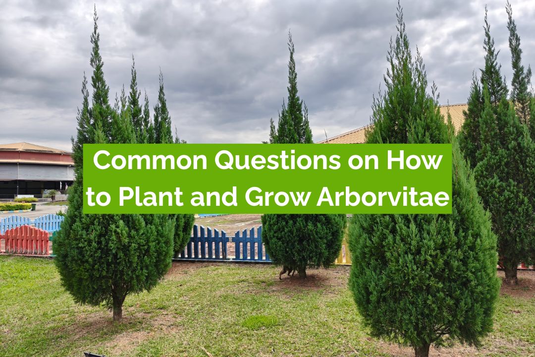 Common Questions on How to Plant and Grow Arborvitae Common Questions on How to Plant and Grow Arborvitae