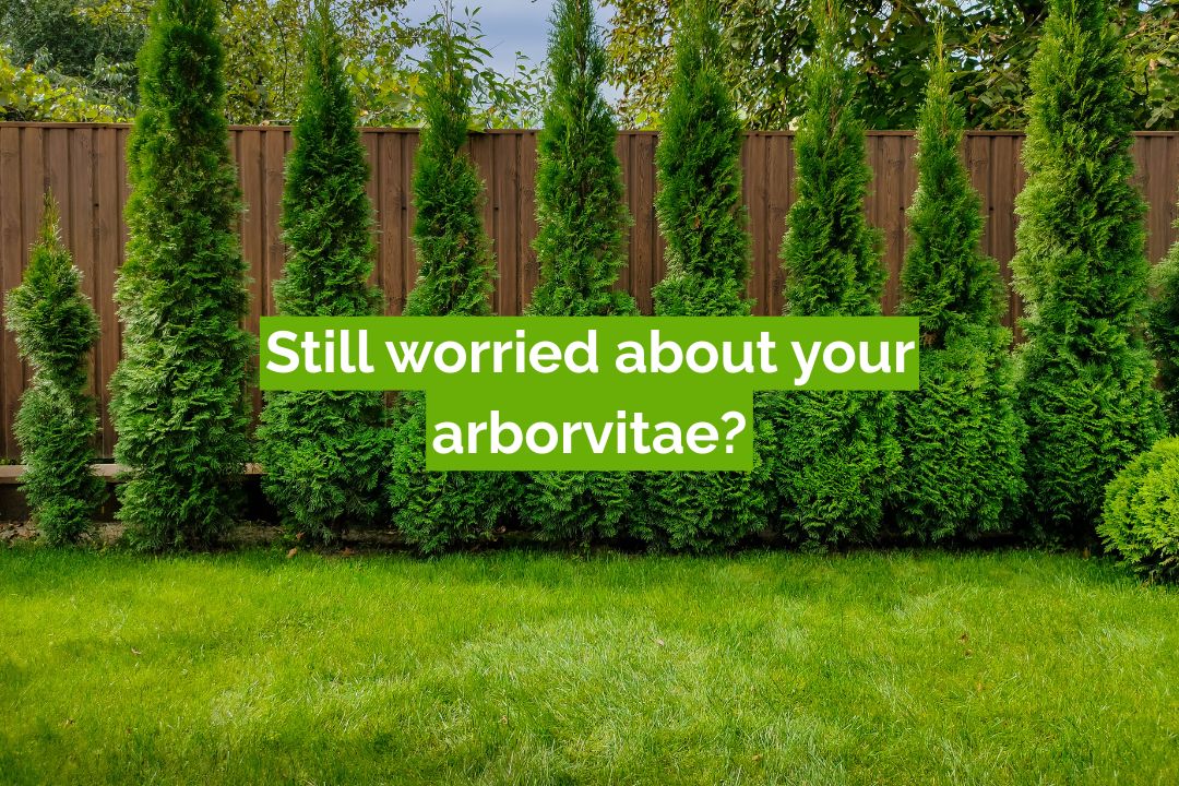 Still worried about your arborvitae? Still worried about your arborvitae?