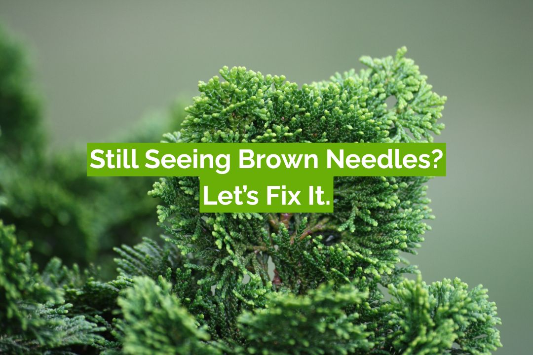 why is my false cypress turning brown FAQ why is my false cypress turning brown FAQ