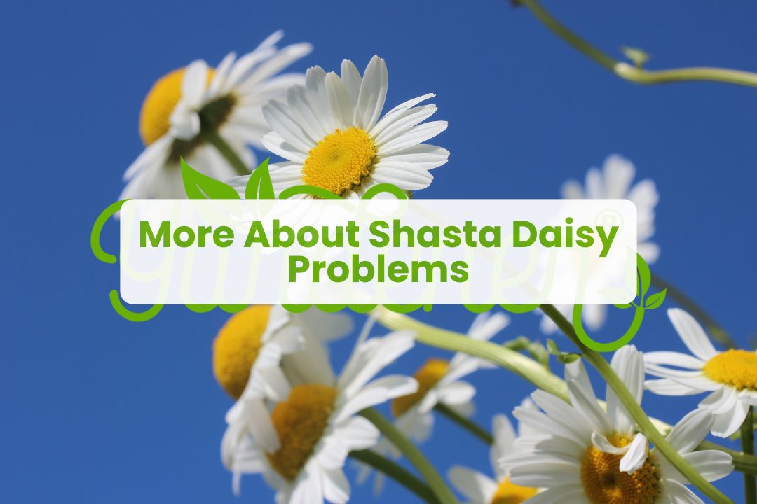 why are my shasta daisies dying