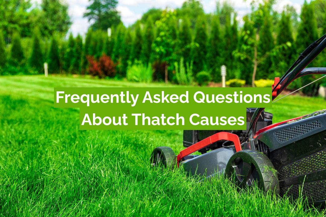 Frequently Asked Questions About Thatch Causes Frequently Asked Questions About Thatch Causes