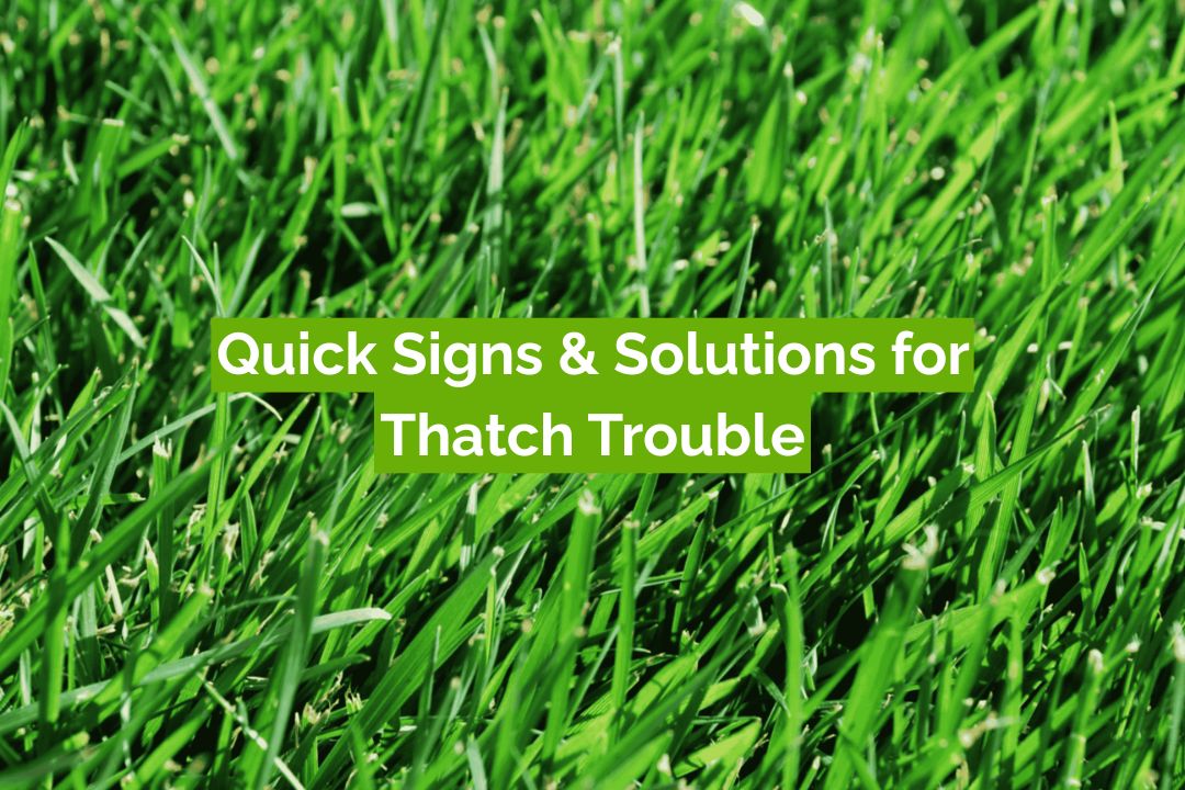 Quick Signs & Solutions for Thatch Trouble. Quick Signs & Solutions for Thatch Trouble.
