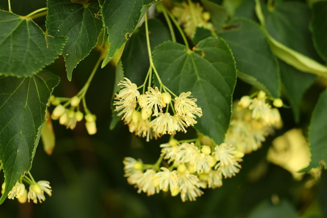 Visual example of linden tree health issues gardeners should watch for