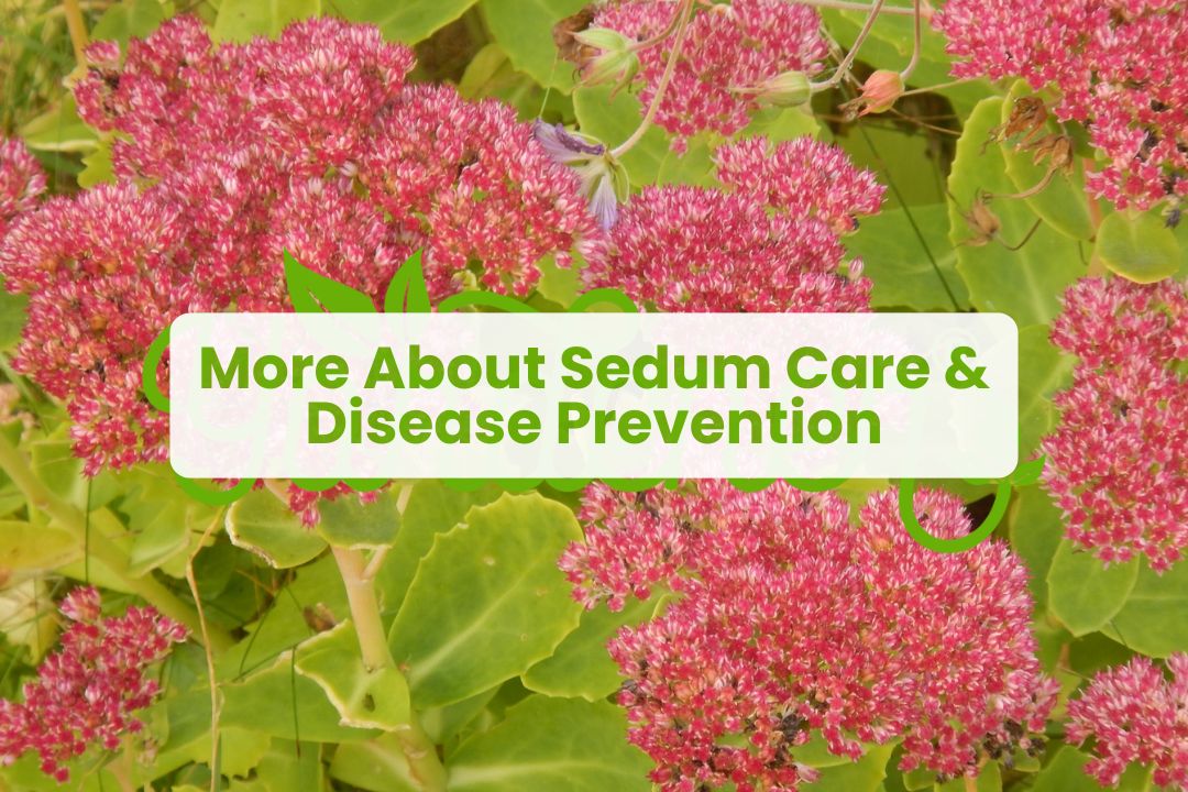 Common sedum plant problems and diseases visualized as questions including overwatering, yellow leaves, pests, and crown rot