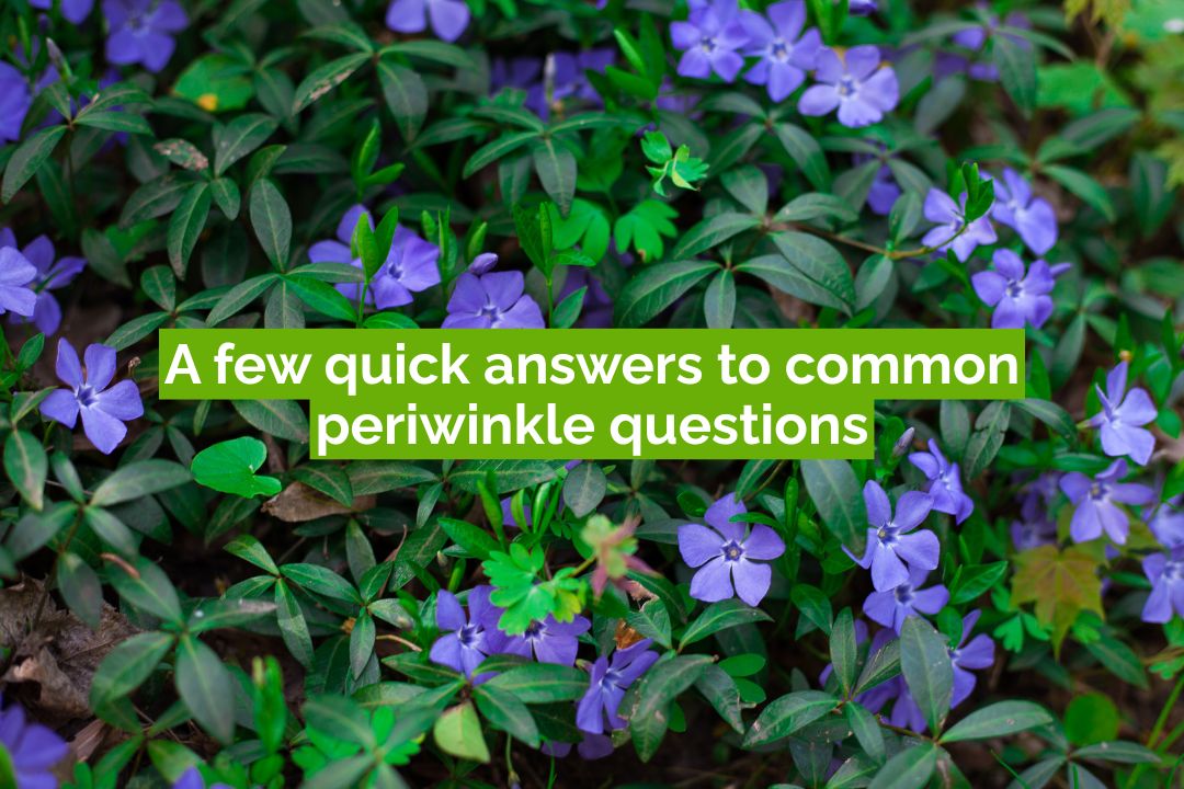 Close-up of blooming periwinkle (Vinca minor) plants with purple flowers and green leaves, used as a friendly banner for the FAQ section titled “A few quick answers to common periwinkle questions.”