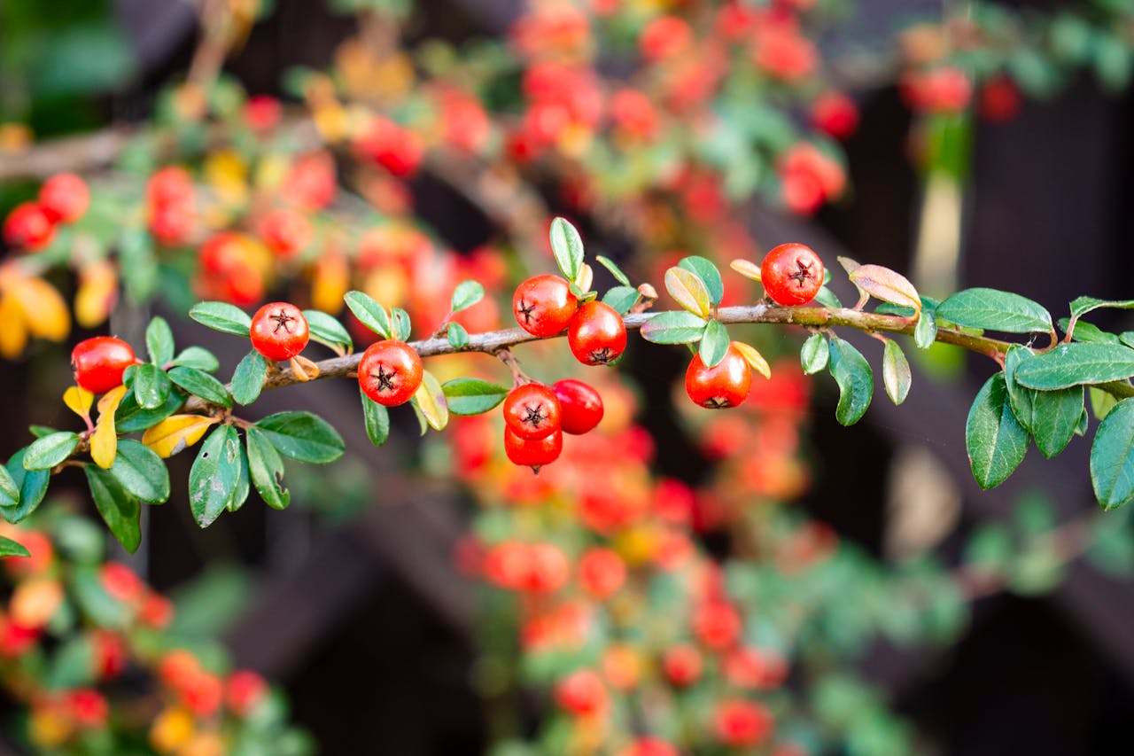 Healthy creeping cotoneaster with fresh mulch and new growth in spring