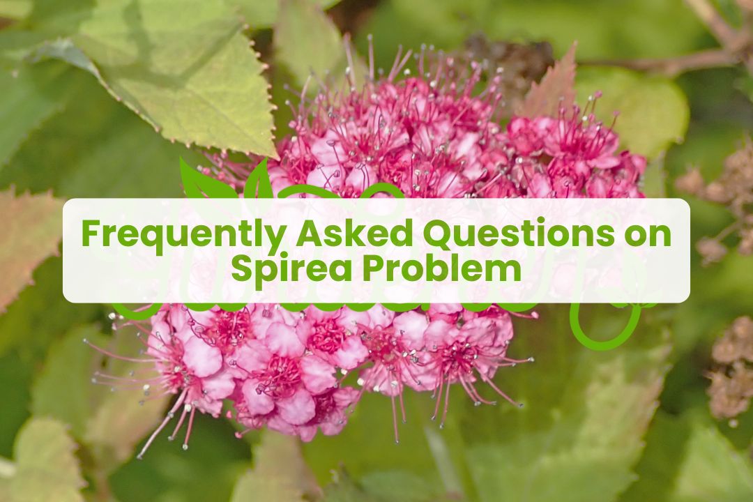 Frequently Asked Questions on Spirea Problem