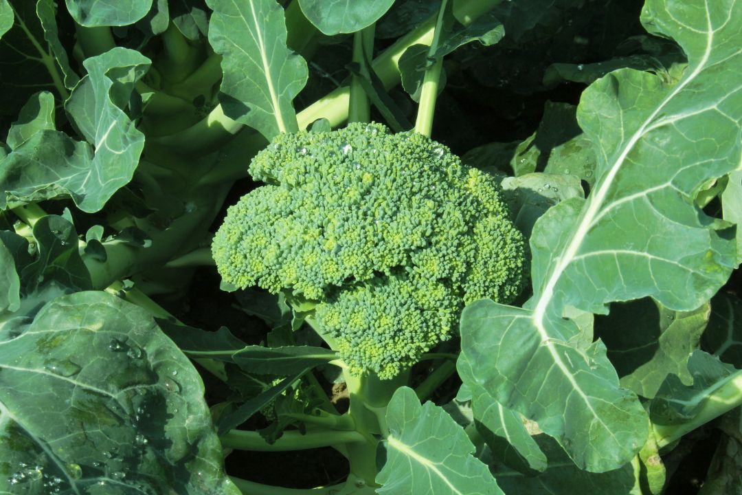 Types of Broccoli