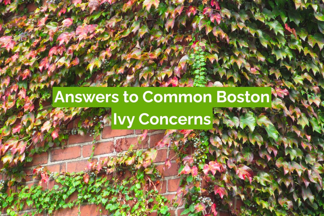 Answers to Common Boston Ivy Concerns Answers to Common Boston Ivy Concerns