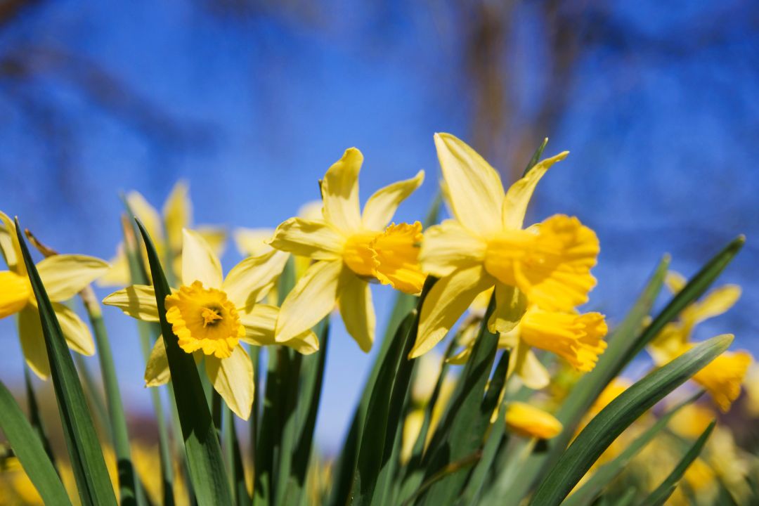 Leaves and Flowers Turn Silver, Brown, and Die Because Of Thrip Infestation	