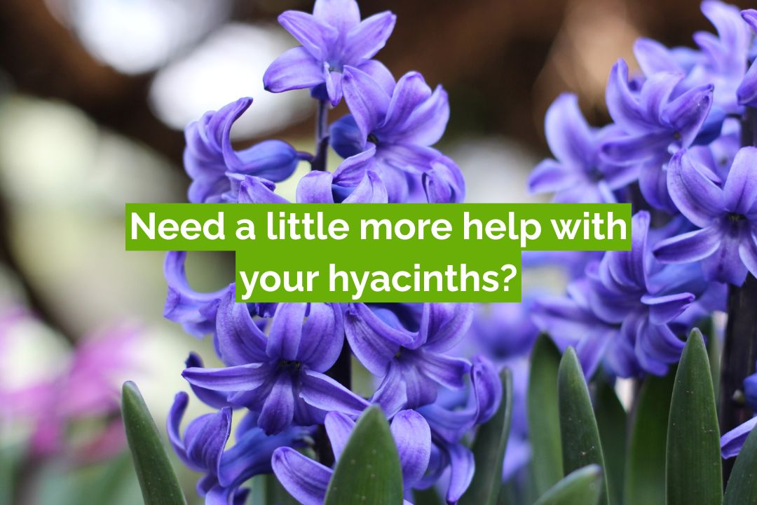 Need a Little More Help with Your Hyacinths? | Yardener Gardening Tips Close-up of vibrant purple hyacinth flowers in full bloom with a green text banner reading “Need a little more help with your hyacinths?” — promoting gardening tips and hyacinth care advice from Yardener.