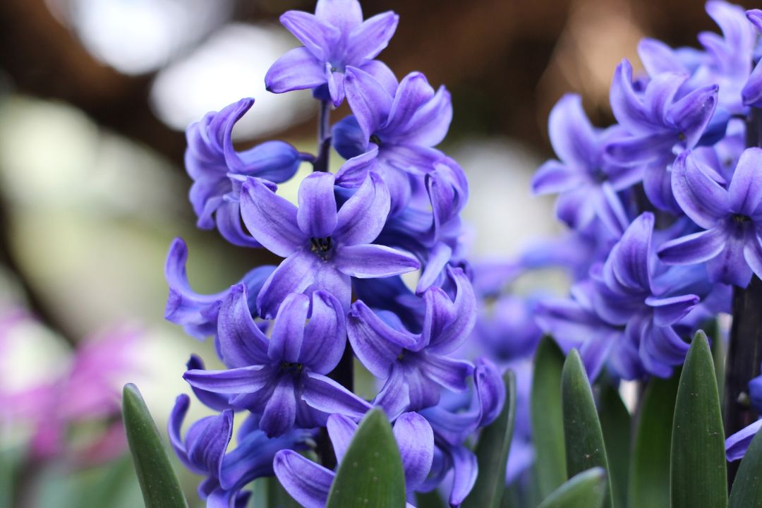 Beautiful Hyacinth Bulb
