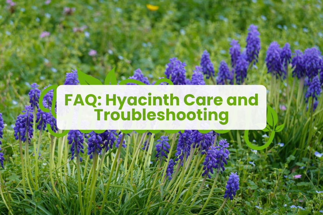 Hyacinth Care and Troubleshooting