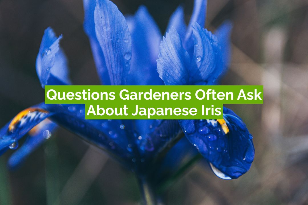 Questions Gardeners Often Ask About Japanese Iris Questions Gardeners Often Ask About Japanese Iris