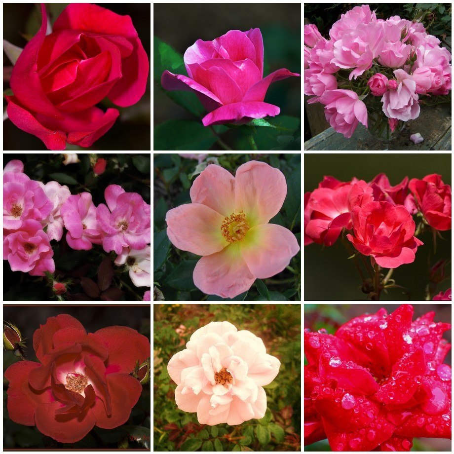 Varieties of Knock out Roses