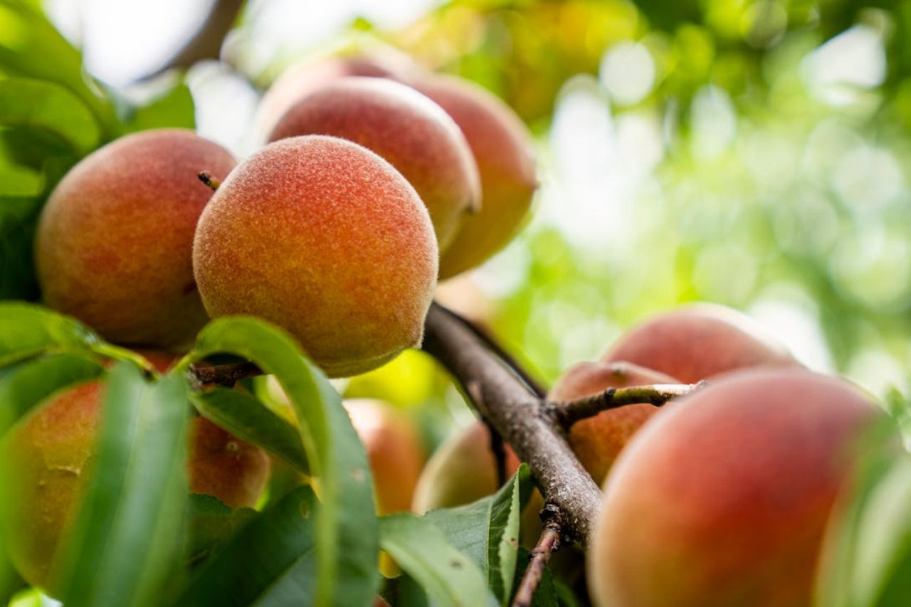 Why Do Birds Target Peach Trees?