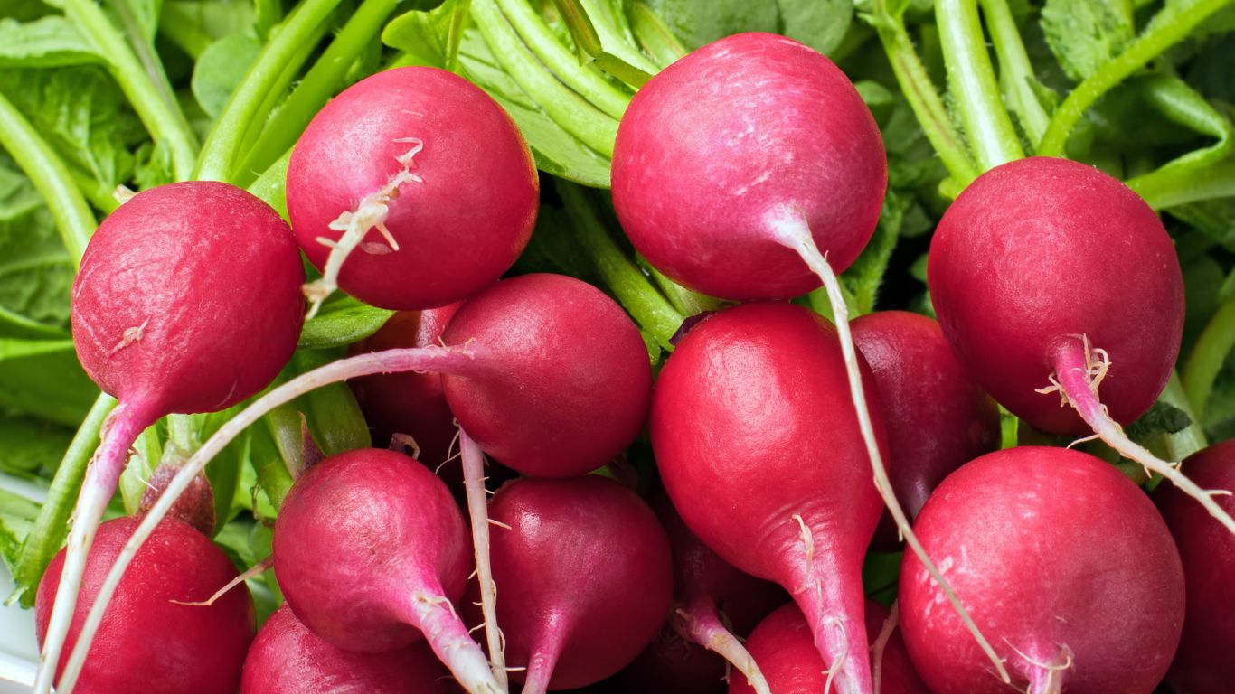 Radishes