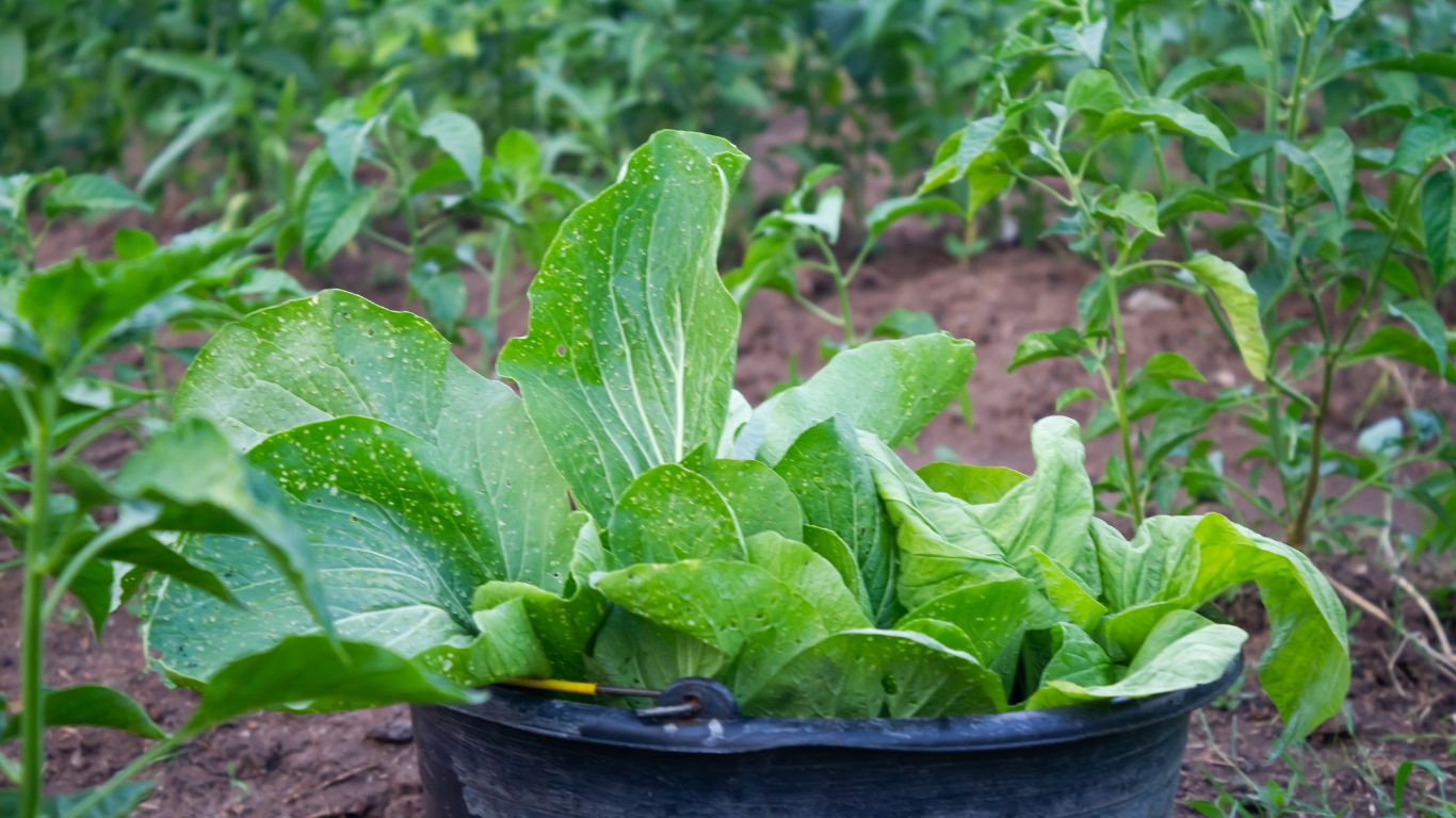 Mustard Greens