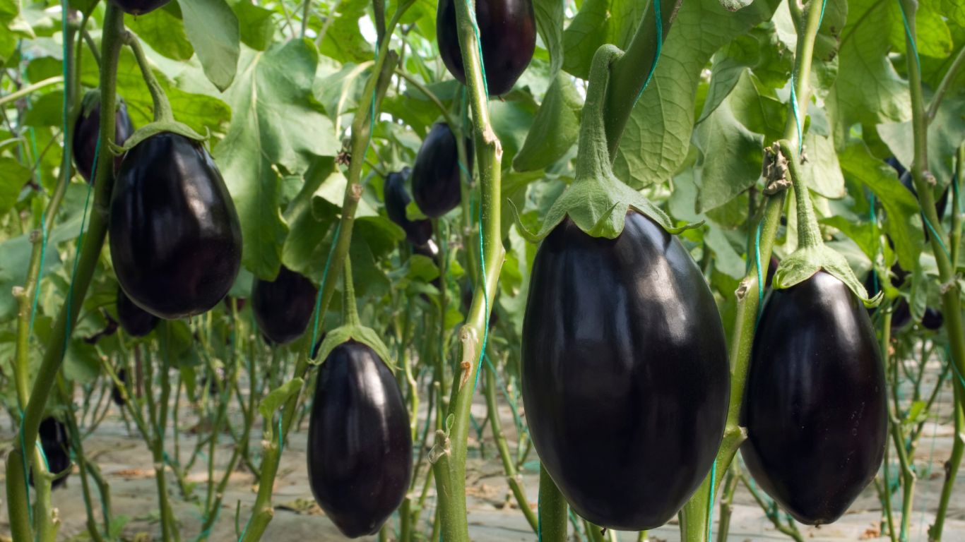 Eggplants