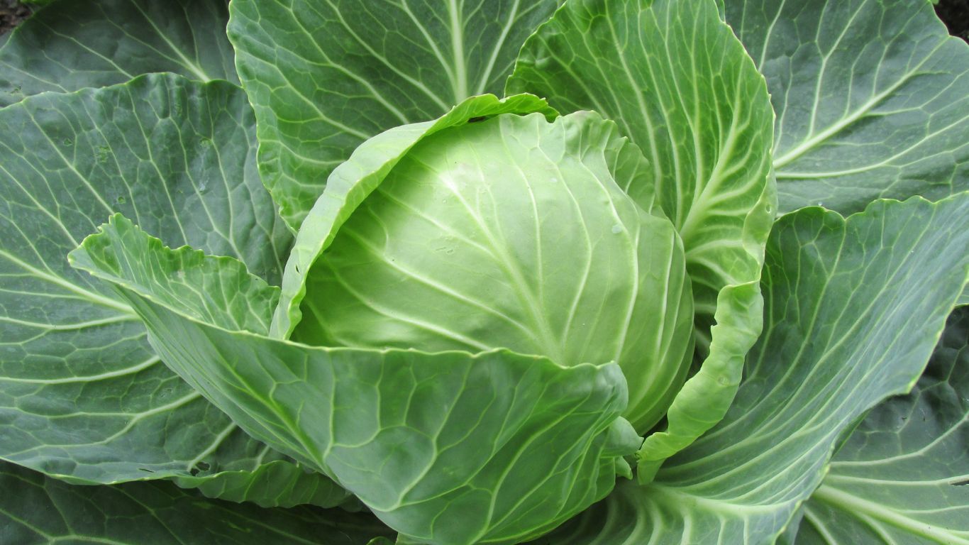 Cabbage