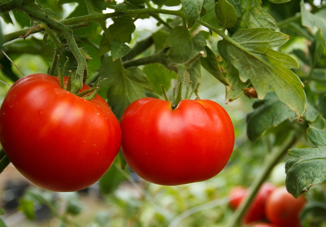 Another Tomato Photo