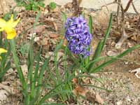 Hyacinth in Nancy's Garden