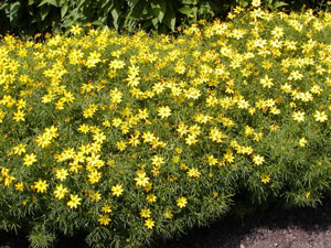 Coreopsis