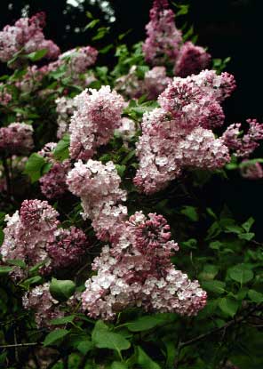 Caring For Lilac