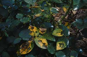 Climbing Roses Black Spot