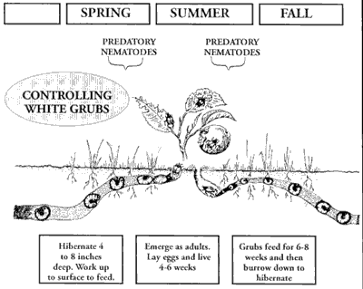 White grub food problem