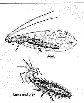 green lace wing