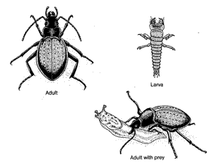 ground beetle life cycle