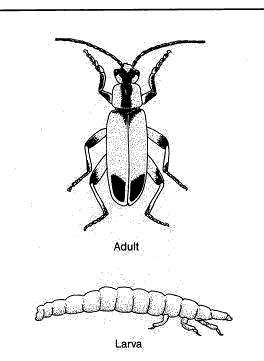 soldier beetle larvae