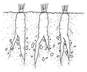 Why are my carrots growing roots