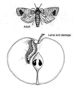 Codling Moth Life Cycle: How To Treat Codling Moth Infestations