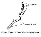 Pruning Blueberries