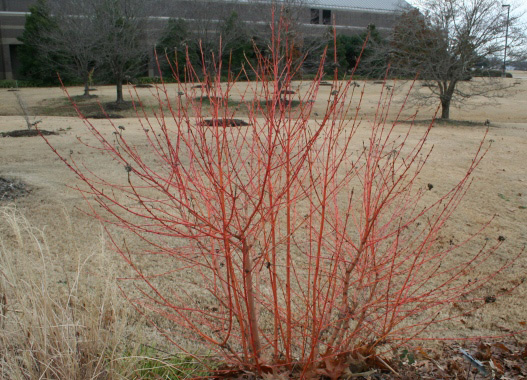 red twig dogwood varieties