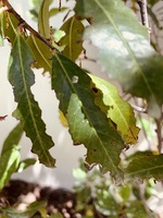 How To Identify What Is Eating Cherry Laurel Tree Leaves